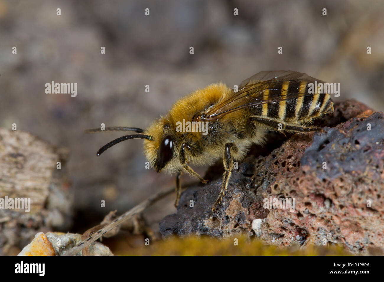 Heather Colletes bee (Colletes succinctus) maschio adulto crogiolarvi al sole su una pietra. Shropshire, Inghilterra. Luglio. Foto Stock
