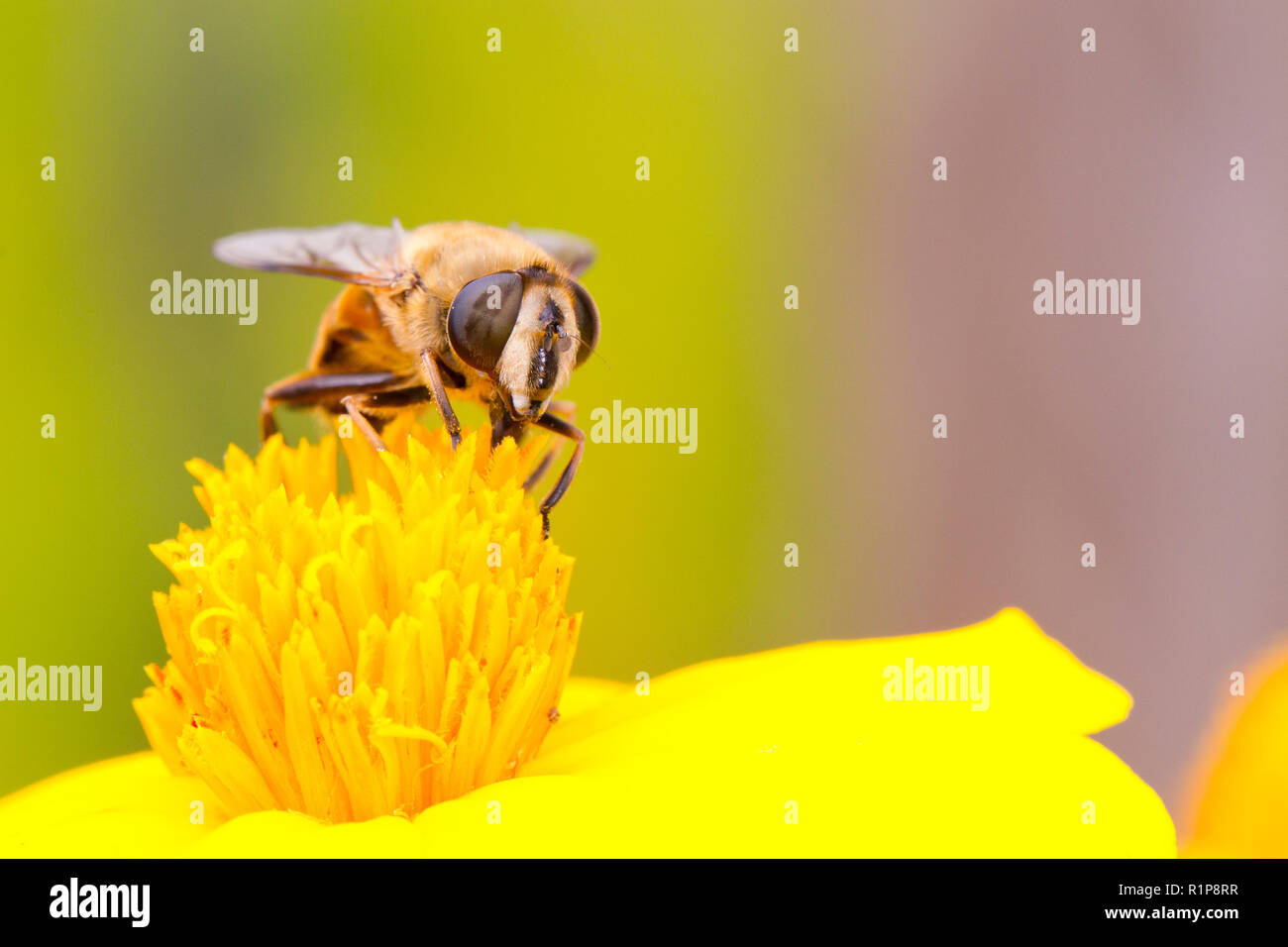 Drone comune volare (Eristalis tenax) femmina adulta alimentazione su un tagete in un giardino. Powys, Galles. Luglio. Foto Stock