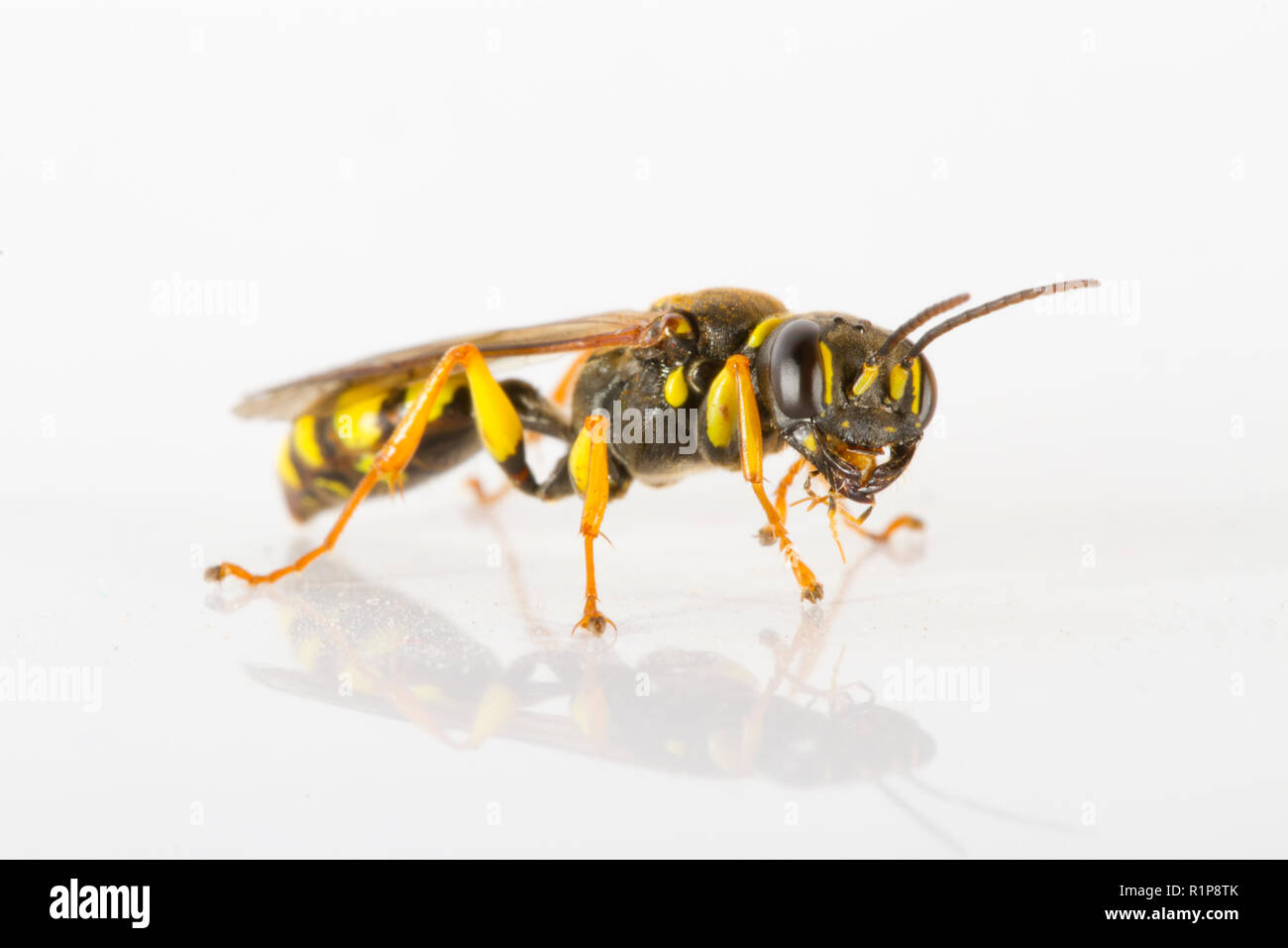 Campo Digger Wasp (Mellinus arvense) femmina adulta fotografati contro uno sfondo bianco. Powys, Galles. Luglio. Foto Stock