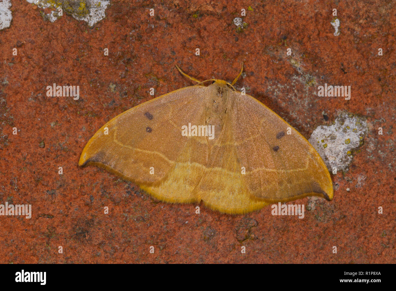 Gancio di quercia-punta (Watsonalla binaria) falena adulta in appoggio su una parete di mattoni. Powys, Galles. Agosto. Foto Stock