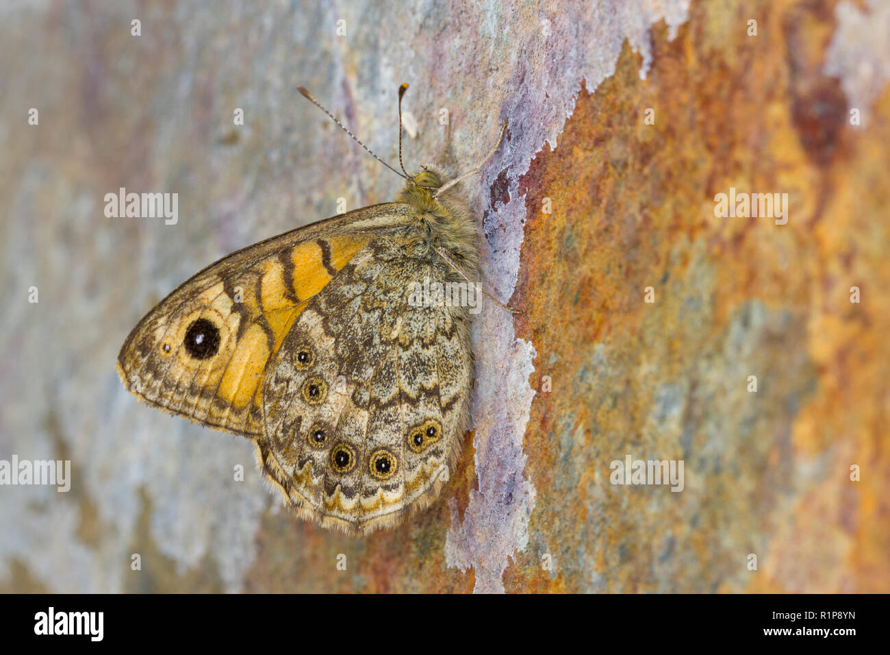 Parete (Lasiommata megera) adulto butterfly in appoggio su una parete di roccia. Powys, Galles. Agosto. Foto Stock