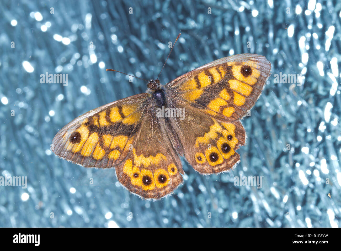 Parete (Lasiommata megera) adulto butterfly in appoggio sul parabrezza di una vettura di Powys, Galles. Agosto. Foto Stock