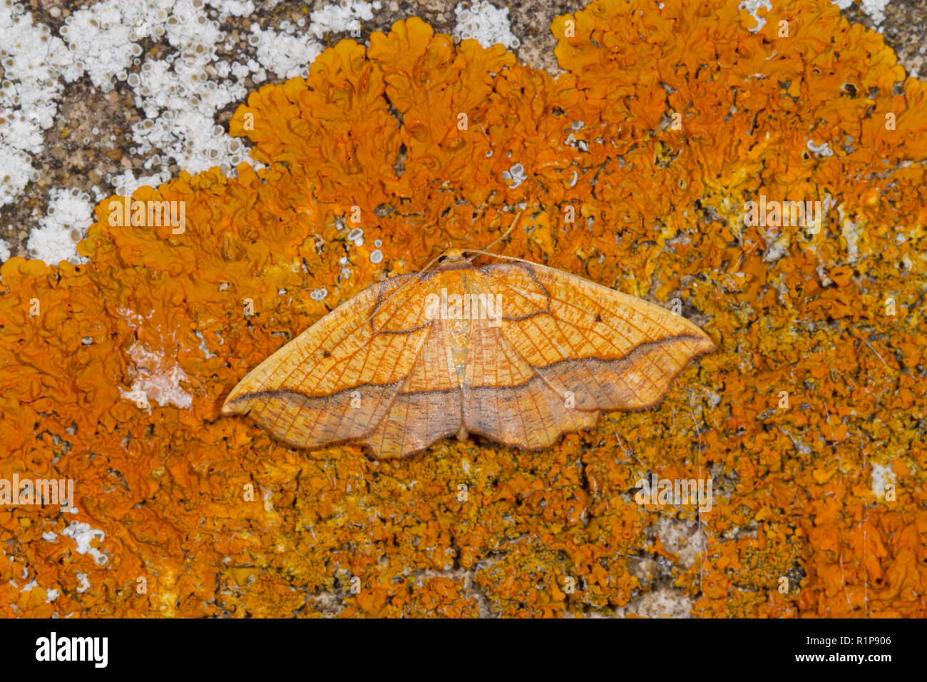 Confina la bellezza (Epione repandaria) falena adulta in appoggio su un lichene parete coperta. Powys, Galles. Agosto. Foto Stock