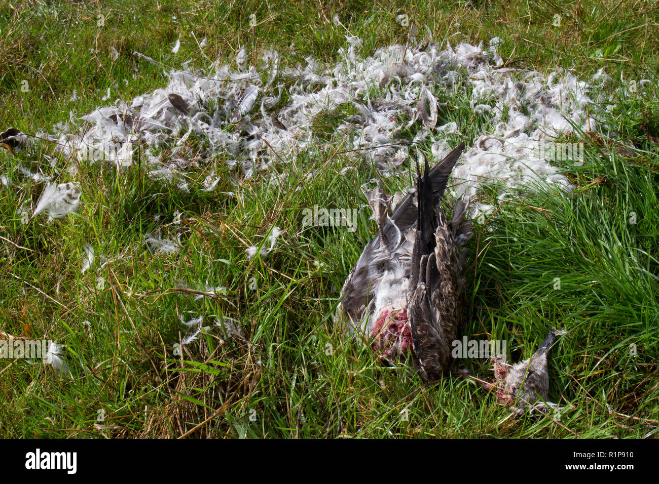 Lesser black-backed gull (Larus fuscus) rimane di un bambino ucciso e in parte mangiato da un uccello da preda, probabilmente un falco pellegrino (Falco peregrinus Foto Stock