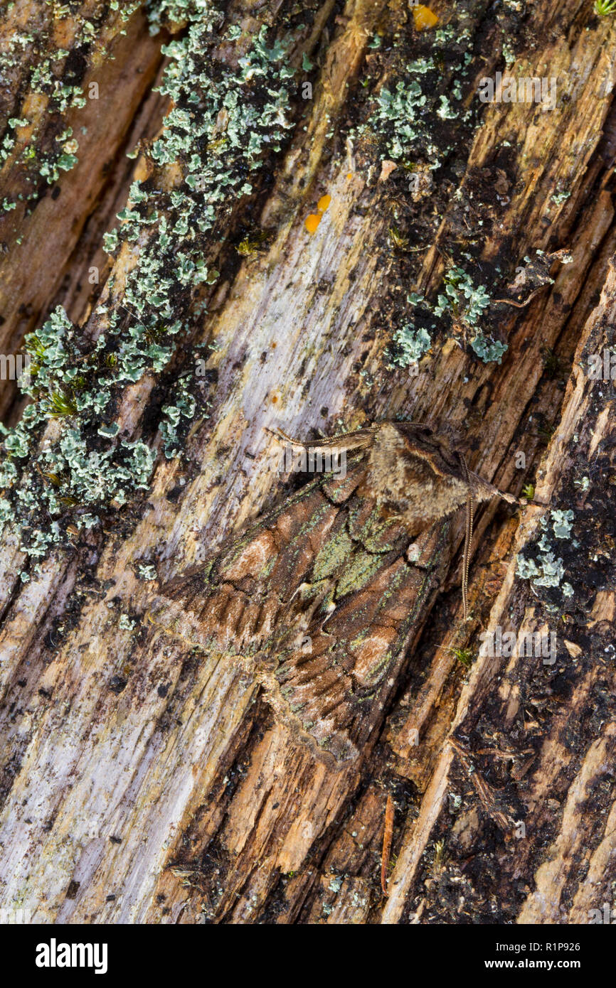 Verde-borchiati Crescent (Allophyes oxyacanthae) falena adulta in appoggio sul legno morto. Powys, Galles. Settembre. Foto Stock