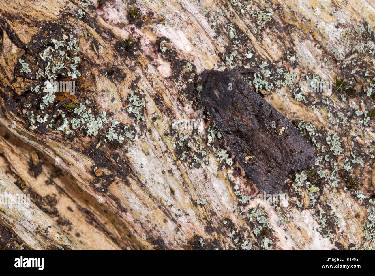 Nero (rustico Aporophyla nigra) falena adulta in appoggio sul legno morto. Powys, Galles. Settembre. Foto Stock