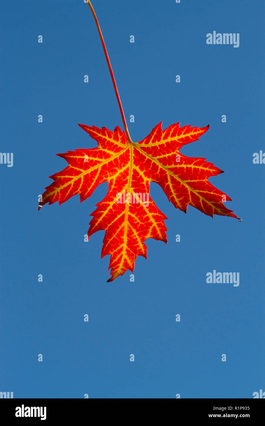Argento (acero Acer saccharinum) singola foglia di un albero giardino su un ramoscello d'autunno. Powys, Galles. Settembre. Foto Stock