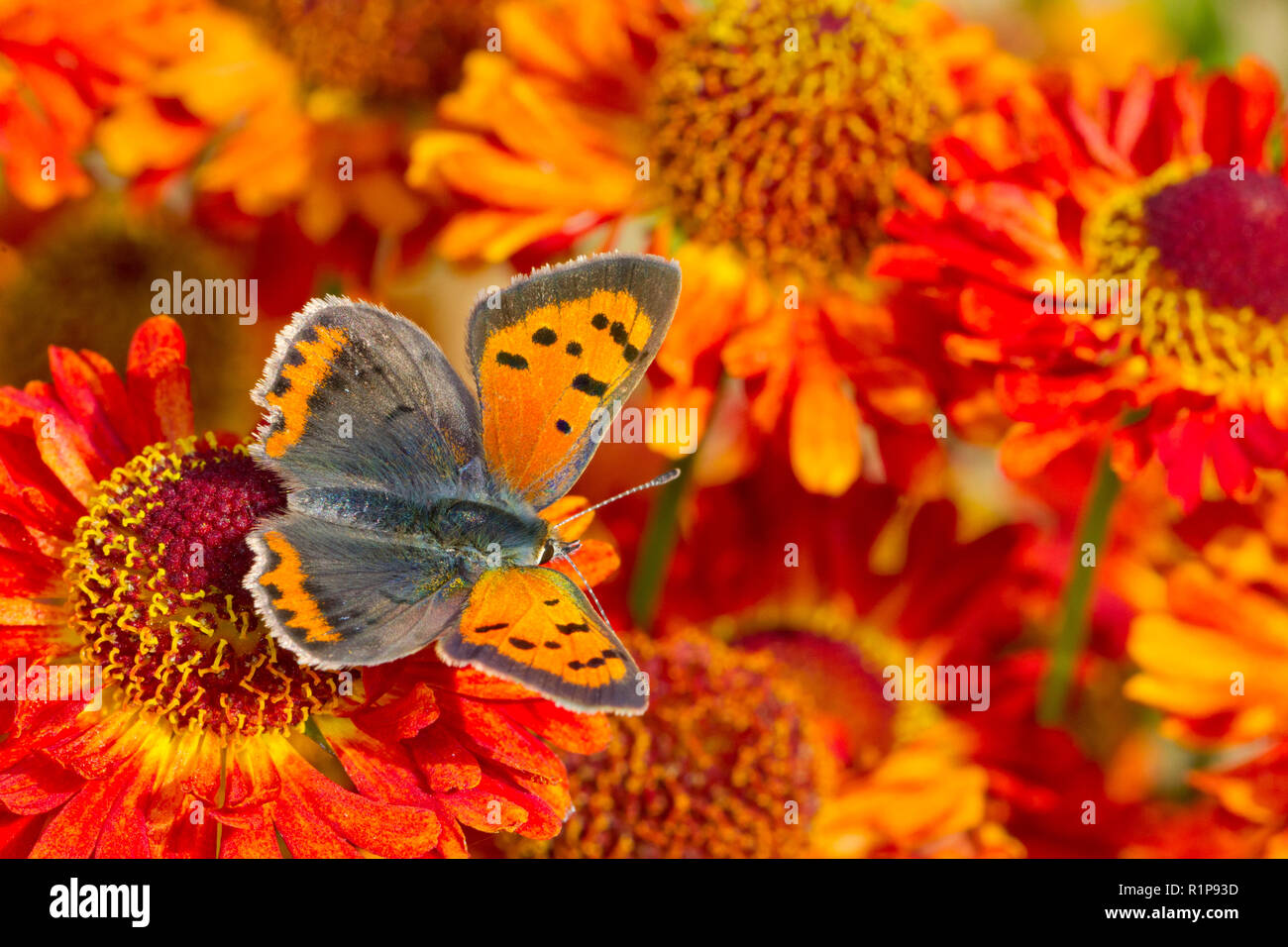 Piccola di rame (Lycaena phlaeus) adulto alimentazione a farfalla su Perrenial girasole (Helianthus) fiori in un giardino. Powys, Galles. Settembre. Foto Stock