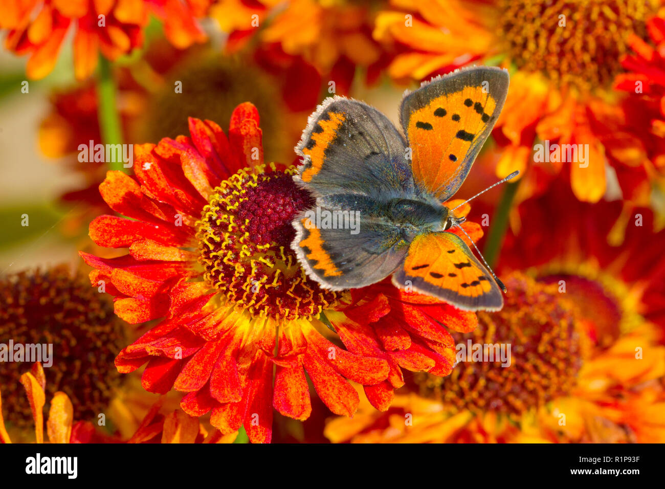 Piccola di rame (Lycaena phlaeus) adulto alimentazione a farfalla su Perrenial girasole (Helianthus) fiori in un giardino. Powys, Galles. Settembre. Foto Stock