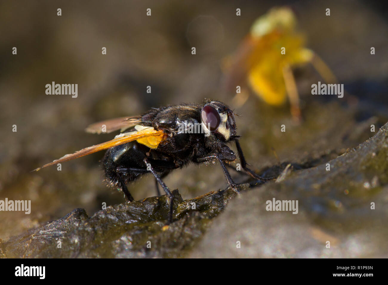 Mezzogiorno Fly (Mesembrina meridiana) adulto su cowdung. Powys, Galles. Ottobre. Foto Stock