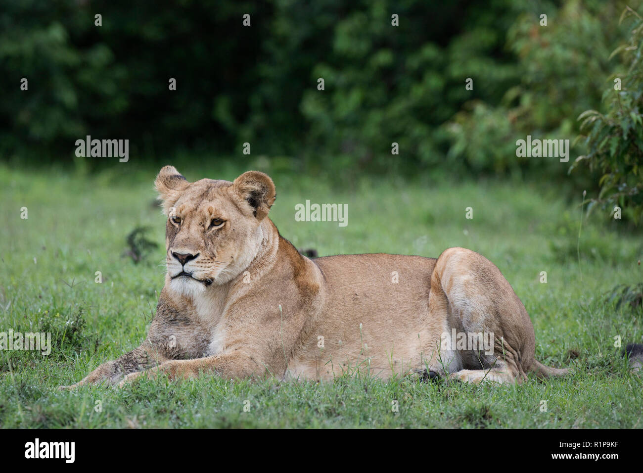 Una leonessa si appoggia a Mara Naboisho Conservancy nel sud-ovest del Kenya, 2 maggio 2018. Foto Stock