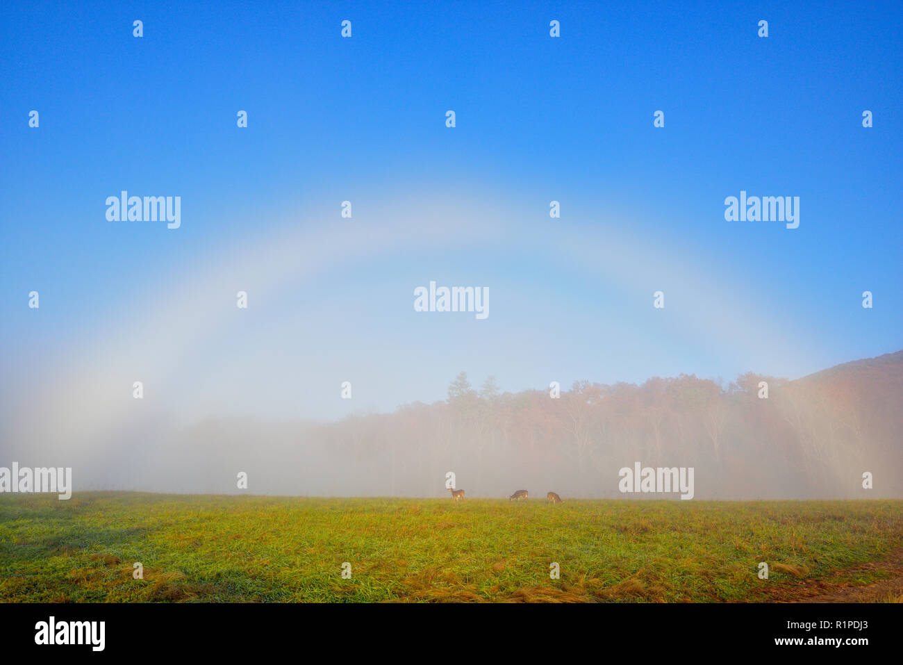 Un 'fogbow' su un pascolo con il pascolo di cervi, Great Smoky Mountains National Park, Tennessee, Stati Uniti d'America Foto Stock