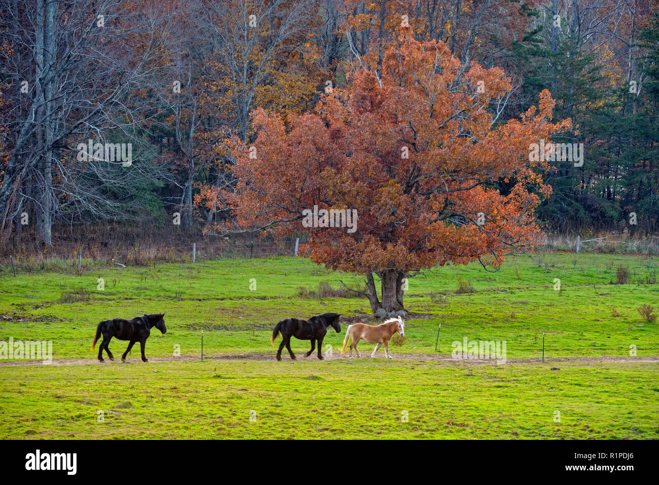 I cavalli in un pascolo in Cades Cove in serata, Great Smoky Mountains National Park, Tennessee, Stati Uniti d'America Foto Stock