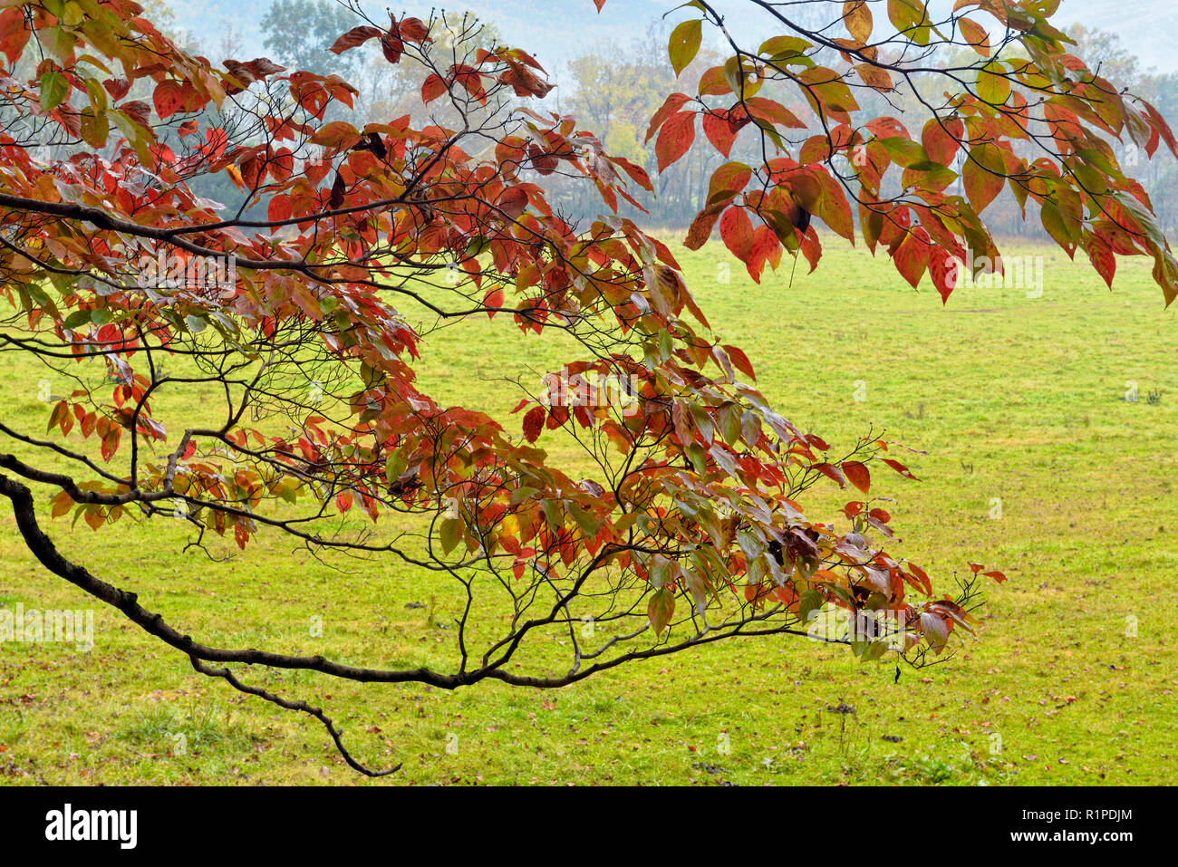 Fioritura sanguinello rami di alberi con fogliame di autunno a sbalzo un pascolo in Cades Cove, Great Smoky Mountains National Park, Tennessee, Stati Uniti d'America Foto Stock