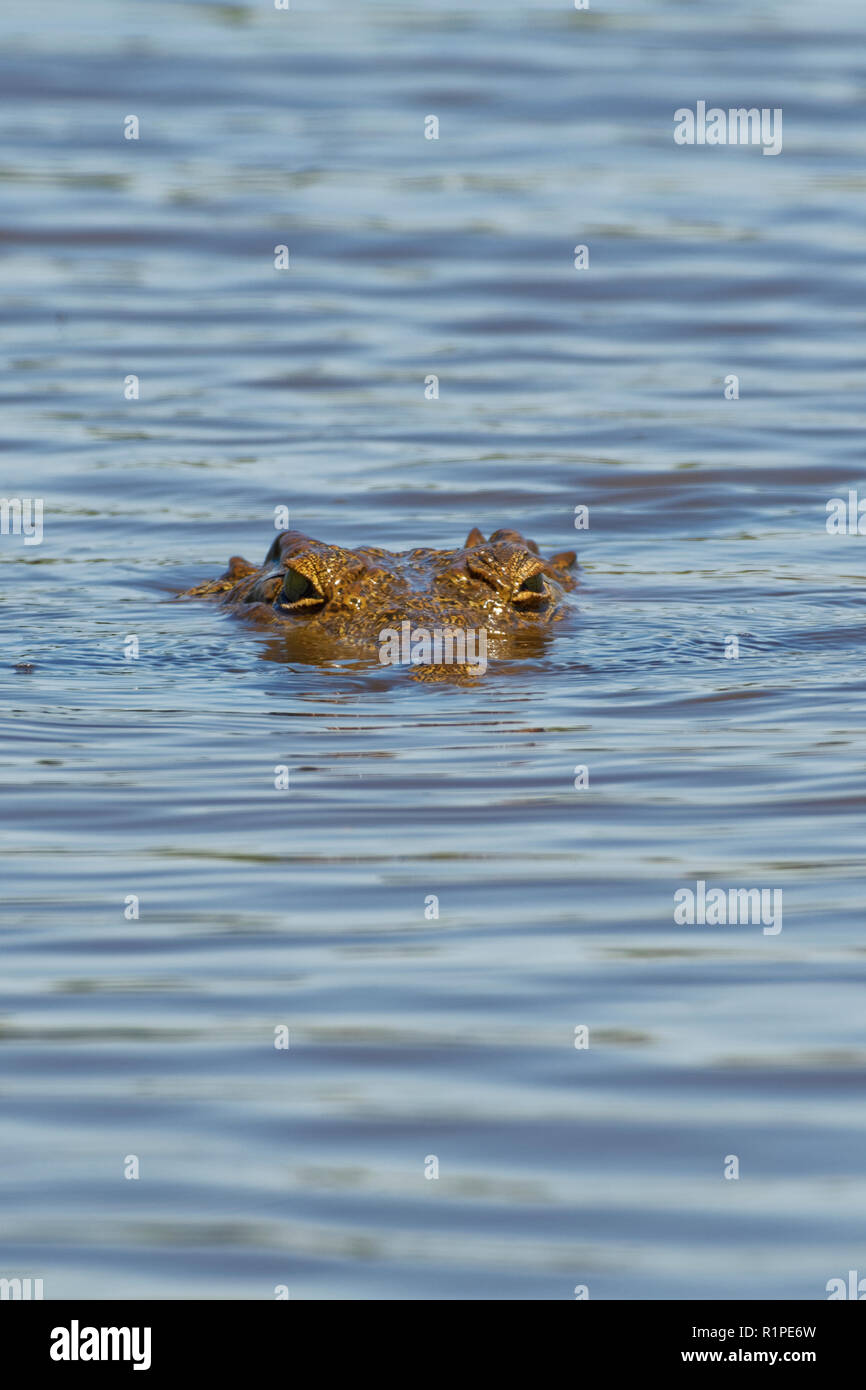 Coccodrillo del Nilo (Crocodylus niloticus) in acqua, Tramonto Dam, Parco Nazionale Kruger, Mpumalanga, Sud Africa e Africa Foto Stock