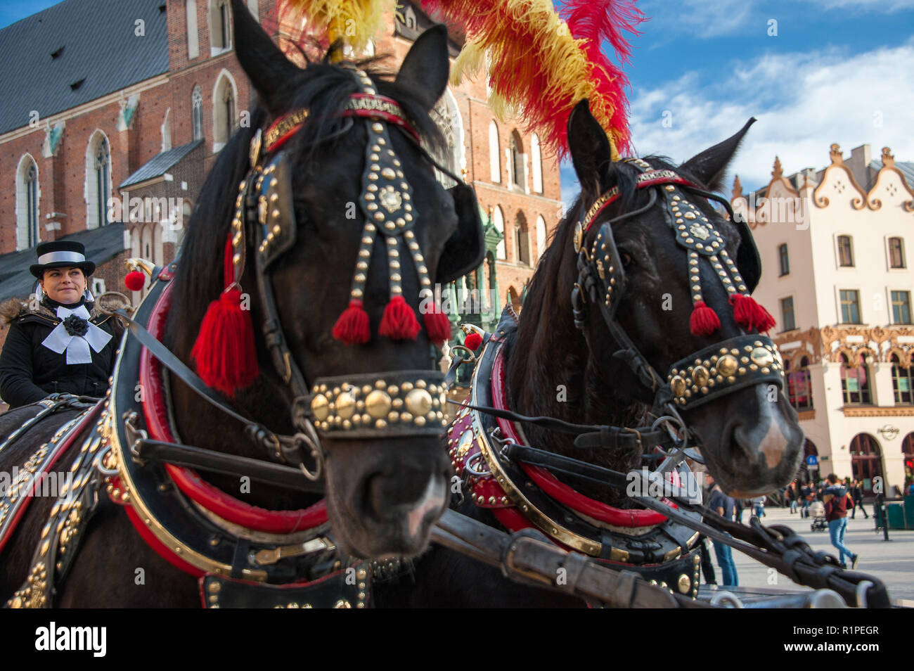 Cracovia in Polonia: tradizionale carro trainato da cavalli attende i passeggeri in piazza del mercato. Cavalli indossare copricapo piumato e driver femmina Foto Stock