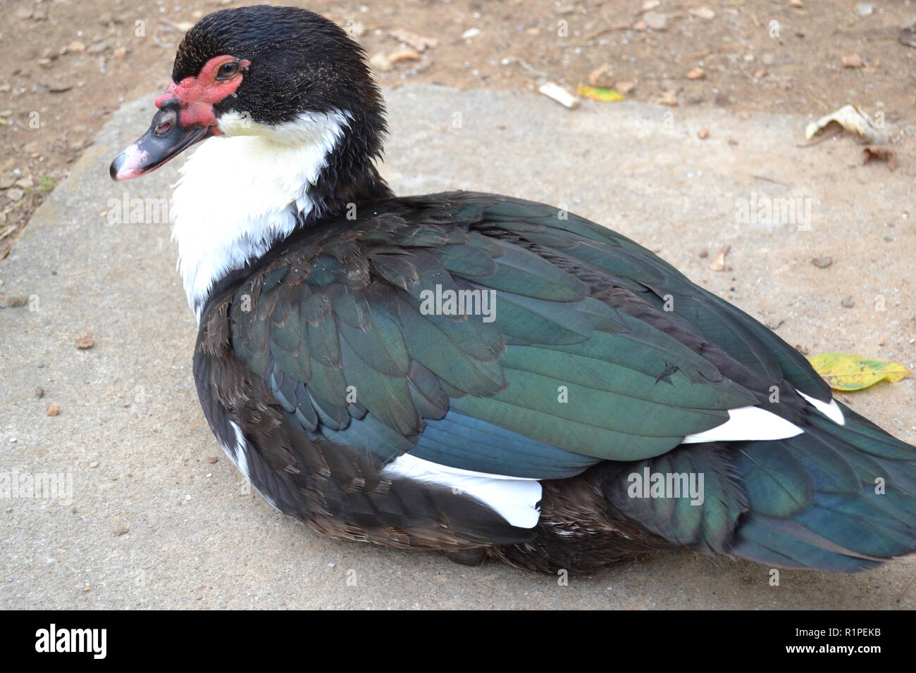 Ritratto di un anatra muta in seduta Sweetwater duck park di Sweetwater, TN. Foto Stock