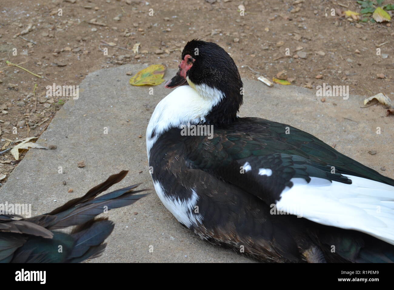 Ritratto di un anatra muta in seduta Sweetwater duck park di Sweetwater, TN. Foto Stock