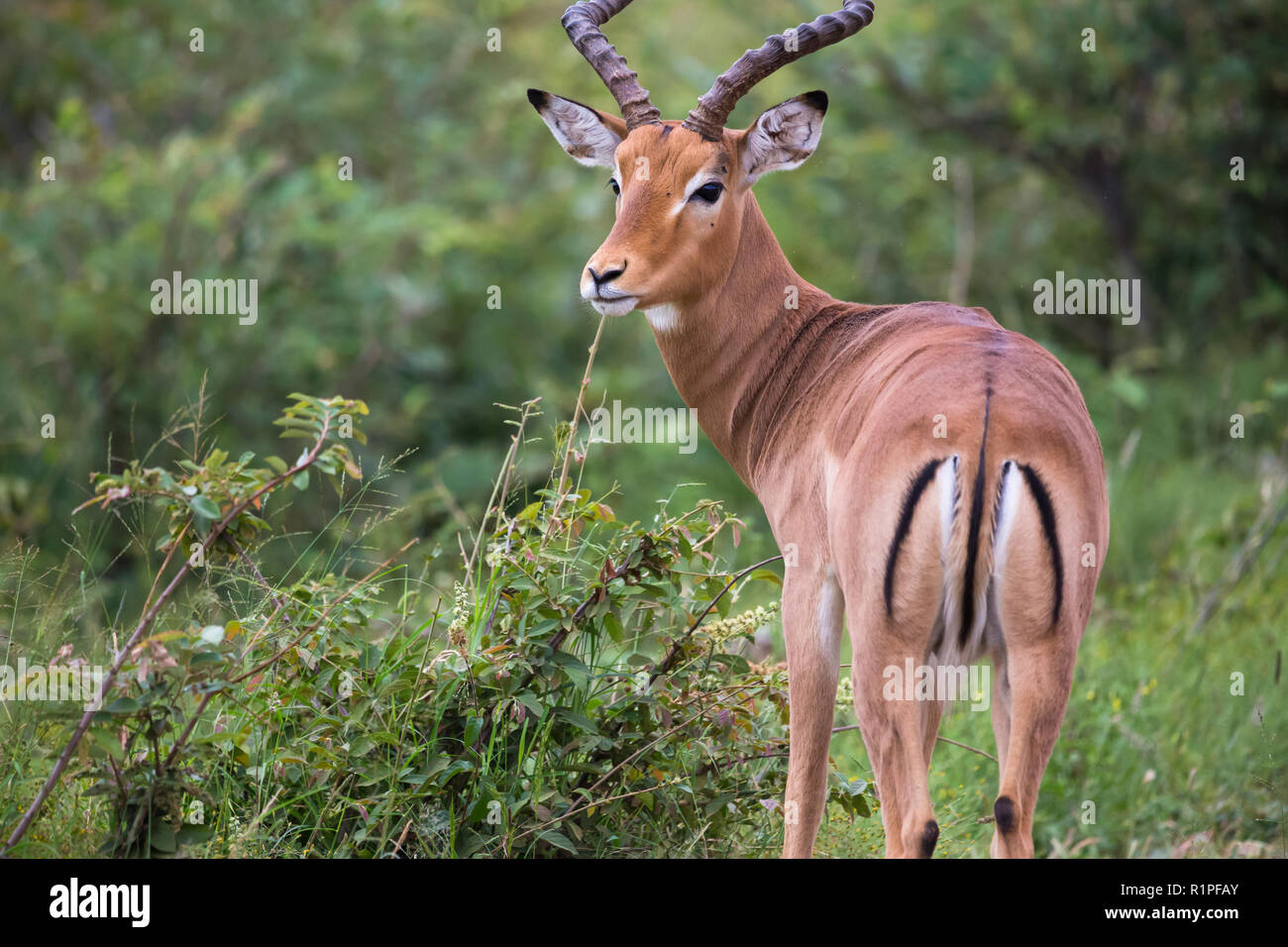Impala (Aepyceros melampus) maschio ram ritratto di antilope e chiudere fino a selvaggia di Madikwe Game Reserve in Sud Africa Foto Stock