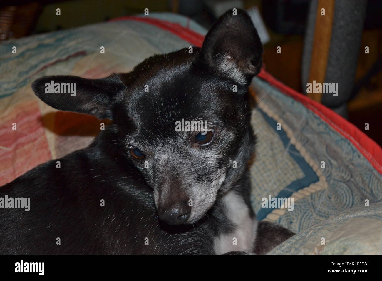 Ritratto di Jack Russell cane. Foto Stock