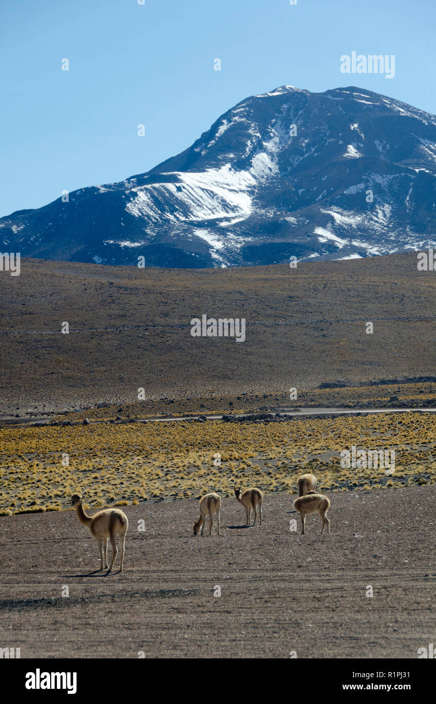 Vicuna nel deserto di El Taito, vicino a San Pedro de Atacama, Cile Foto Stock