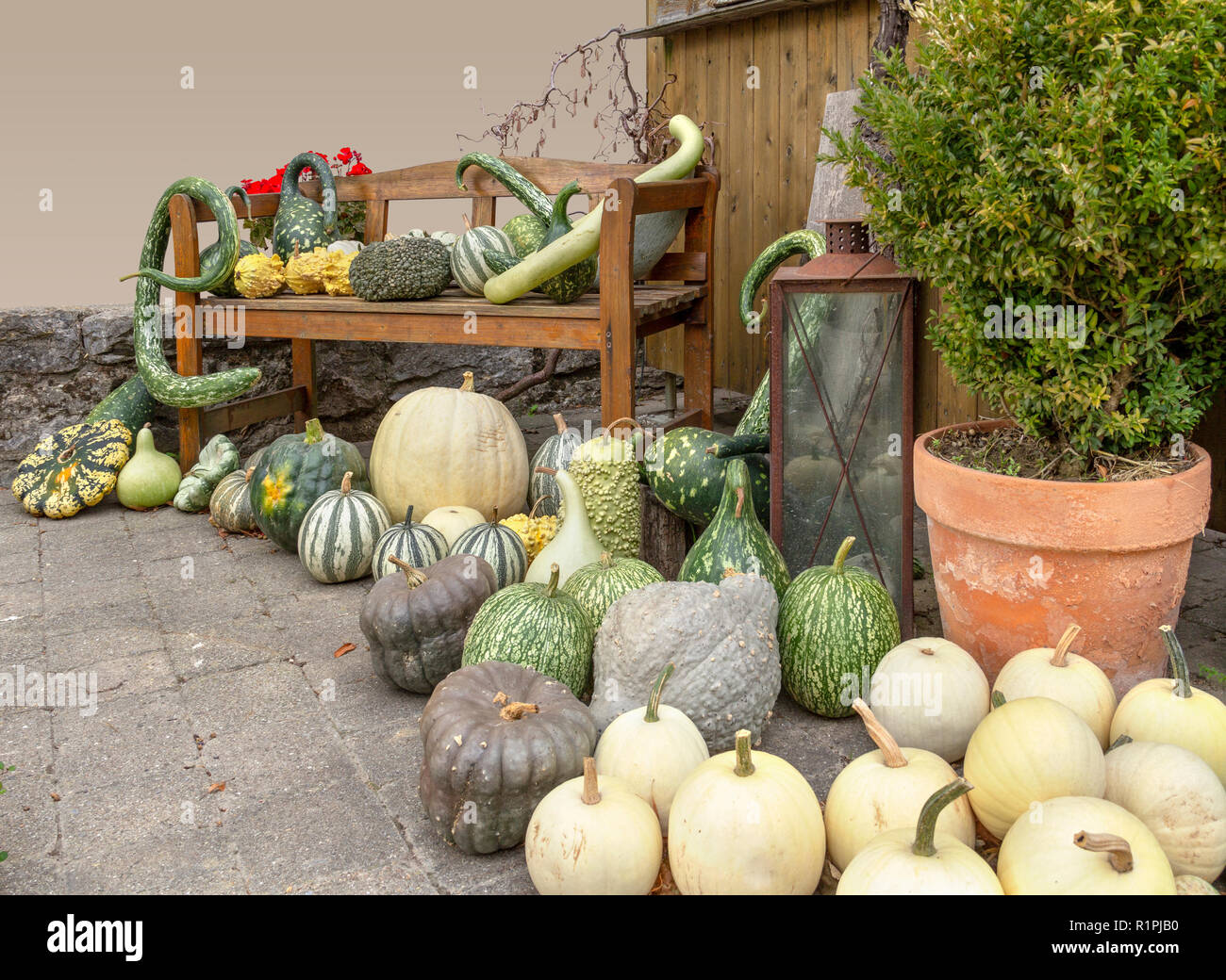 Disposizione autunnali di diverse varietà di zucche in un ambiente rustico Foto Stock