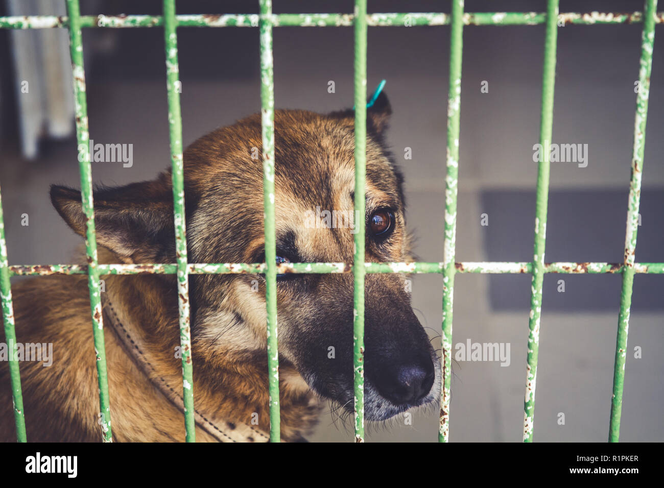 Lonely cane cane in rifugio in attesa di essere di proprietà Foto Stock