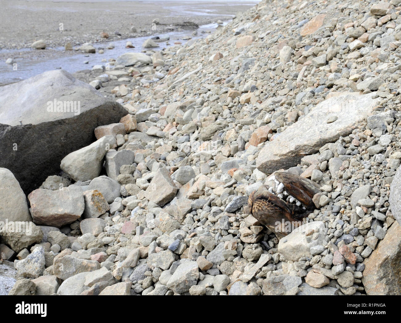 Naso e denti di antica tenuta mummificati sepolto nella morena glaciale nella valle di Taylor, McMurdo aride vallate, Antartide Foto Stock