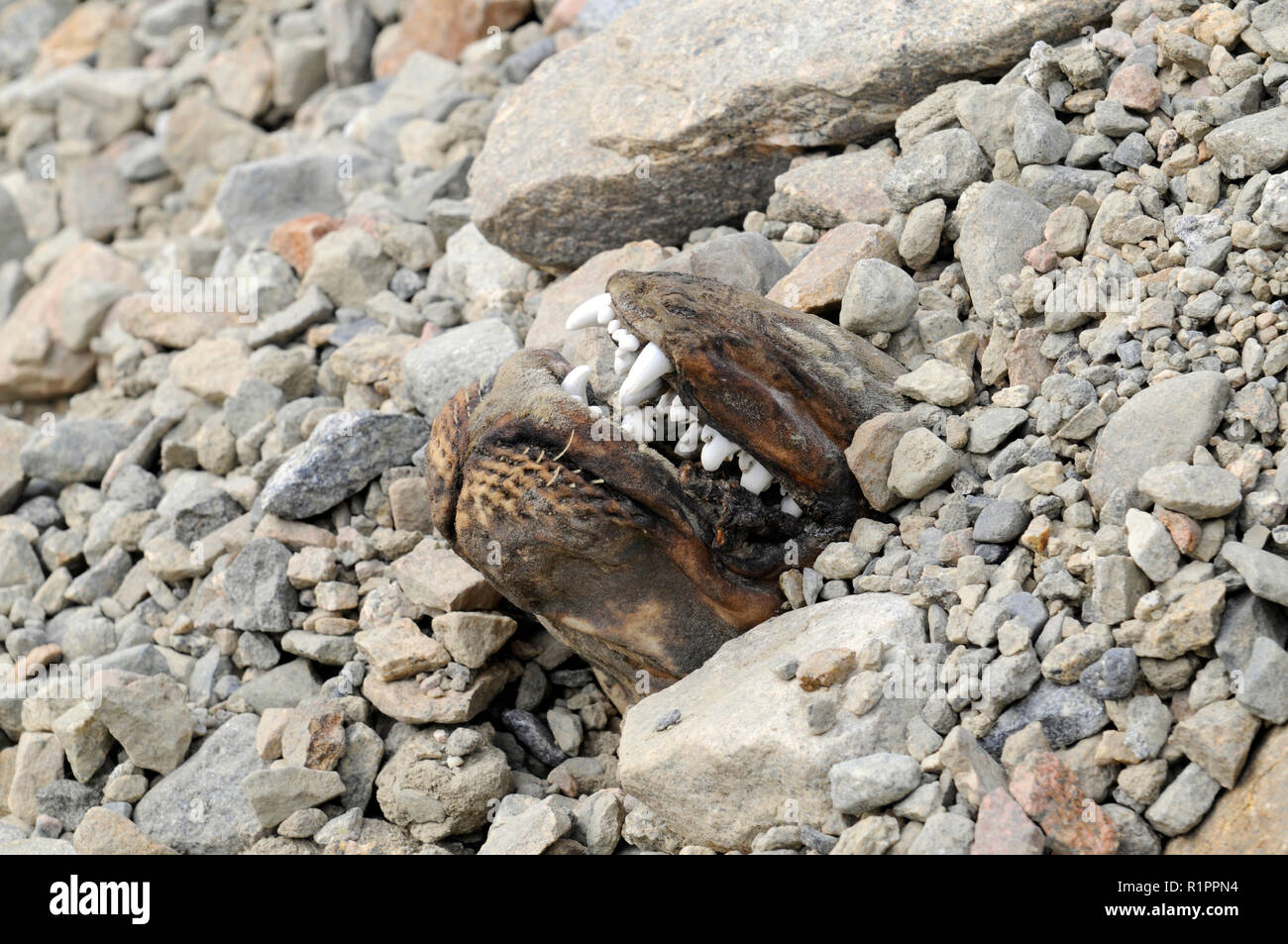 Naso e denti di antica tenuta mummificati sepolto nella morena glaciale nella valle di Taylor, McMurdo aride vallate, Antartide Foto Stock