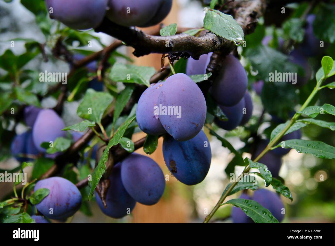 Fresco di prugne organico dopo un acquazzone che cresce sull'albero Foto Stock