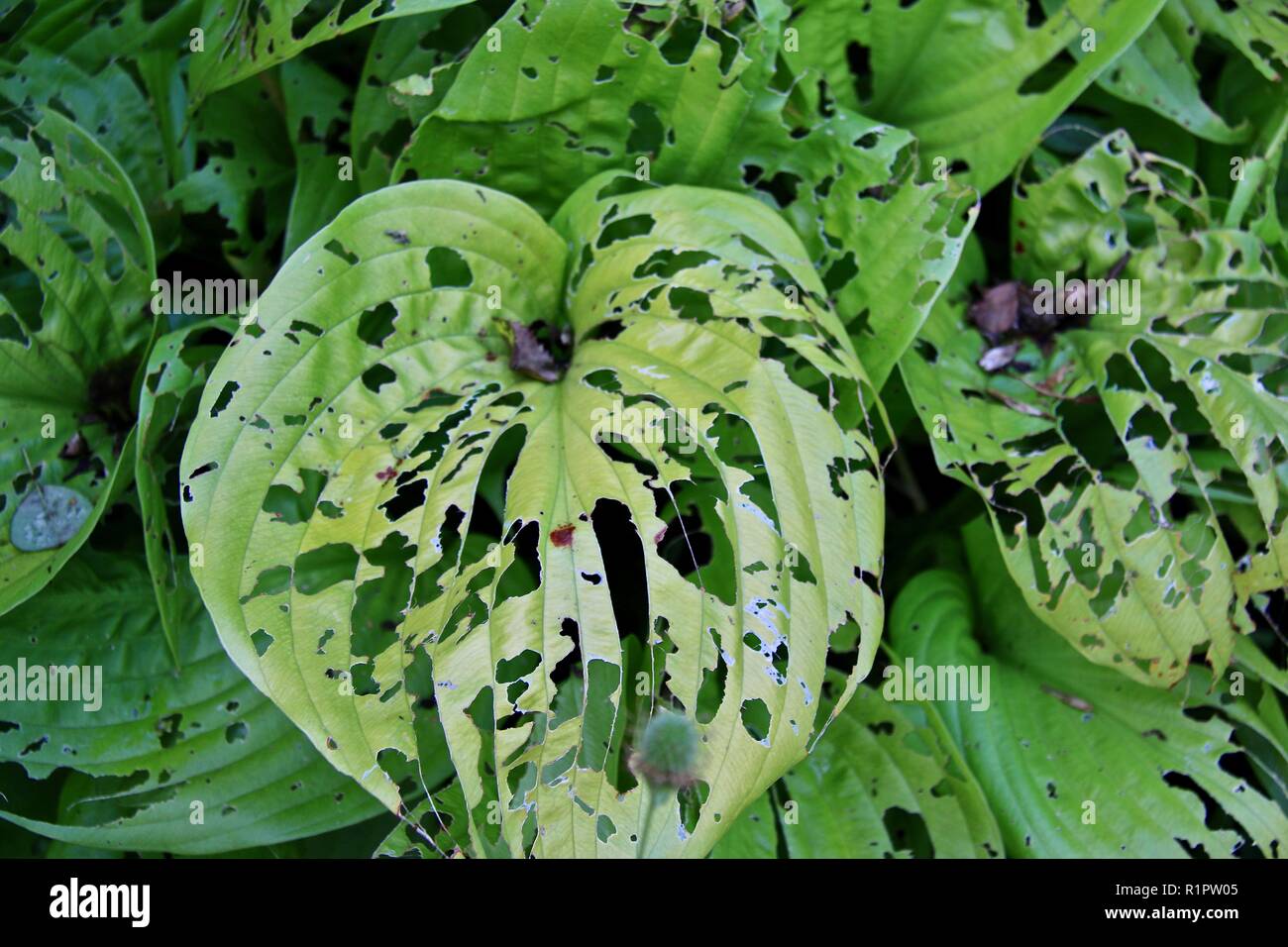 Un amore a forma di cuore ad anta piena di buchi mangiato da parassiti in un ombroso giardino durante il periodo estivo Foto Stock