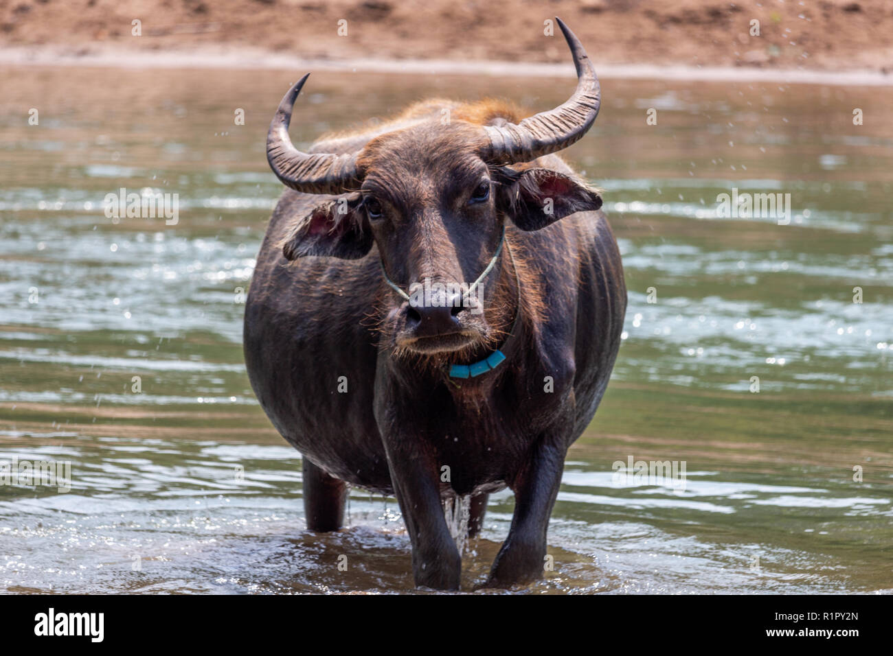 Don Det, Laos - Aprile 22, 2018: bufalo selvatico nelle acque del fiume Mekong sulle isole 4000 zona vicino al confine cambogiano Foto Stock