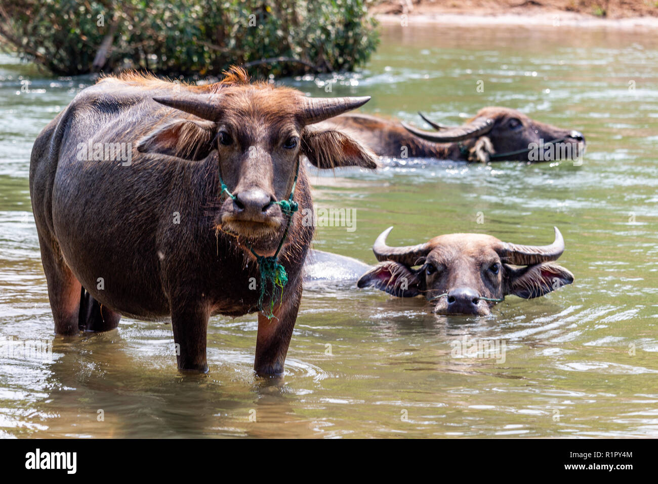 Don Det, Laos - Aprile 22, 2018: Wild bufali nelle acque del fiume Mekong sulle isole 4000 zona vicino al confine cambogiano Foto Stock