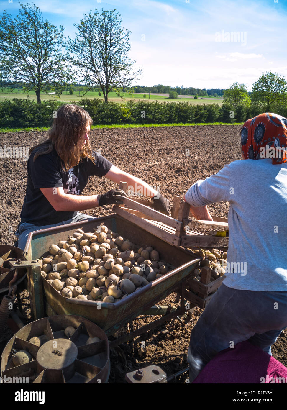 Nonna e nipote di piantare patate con un trattore sul campo in e inizio giornata di primavera con il sole che splende su di essi Foto Stock