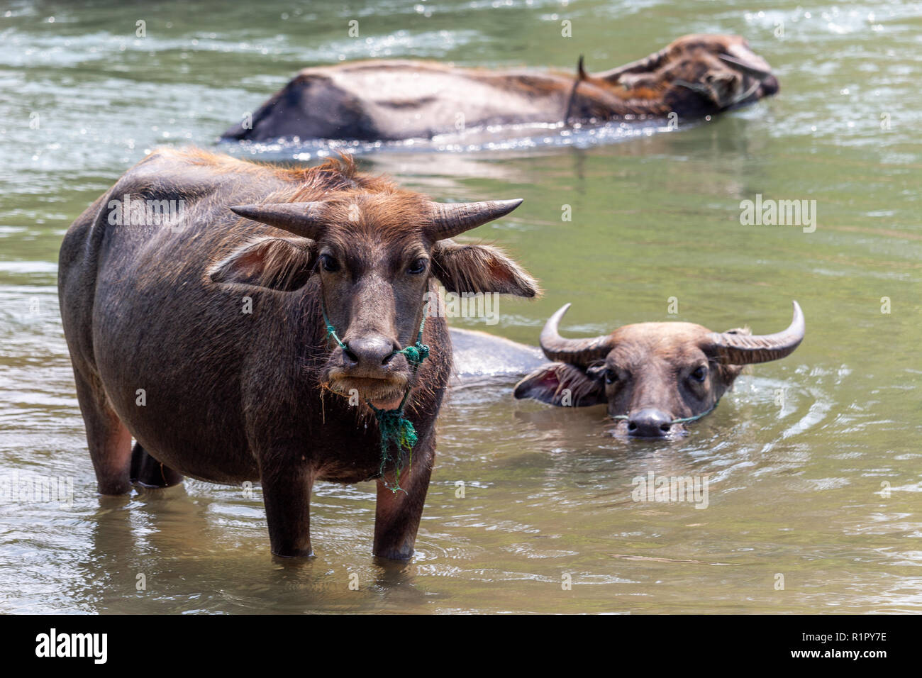 Don Det, Laos - Aprile 22, 2018: Wild bufali nelle acque del fiume Mekong sulle isole 4000 zona vicino al confine cambogiano Foto Stock