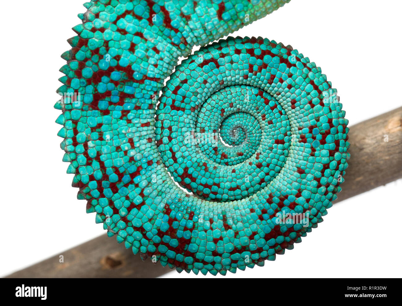 Close-up di Panther Chameleon Nosy Be coda, Furcifer pardalis, di fronte a uno sfondo bianco Foto Stock