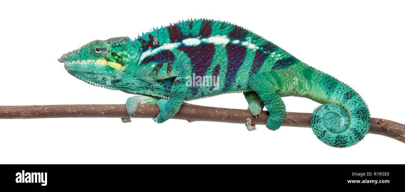 Panther Chameleon Nosy Be, Furcifer pardalis, di fronte a uno sfondo bianco Foto Stock