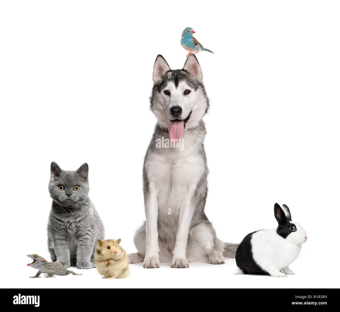 Gruppo di animali domestici di fronte a uno sfondo bianco Foto Stock
