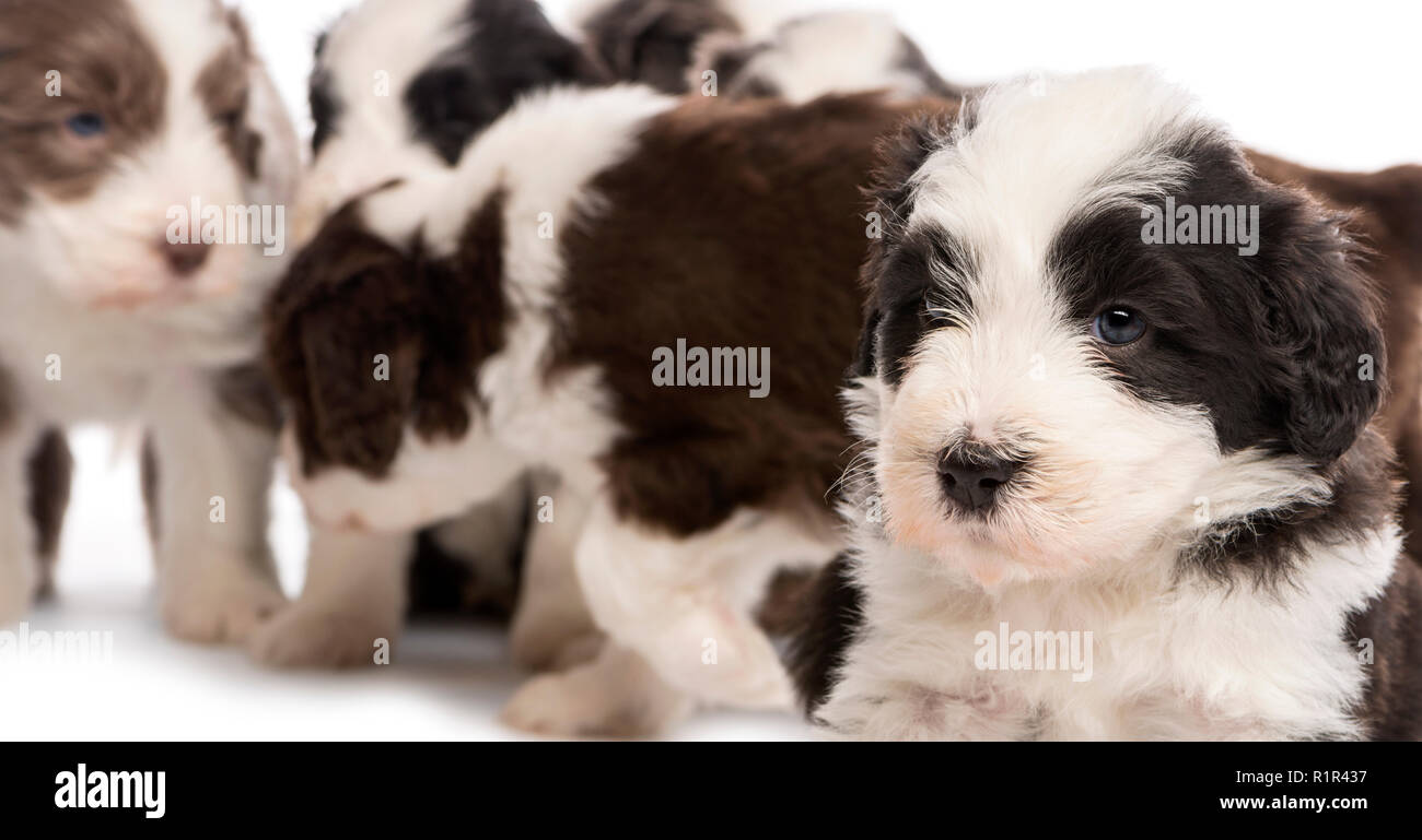 Chiudere su un barbuto Collie cucciolo, 6 settimane di età e con gli altri in background contro uno sfondo bianco Foto Stock