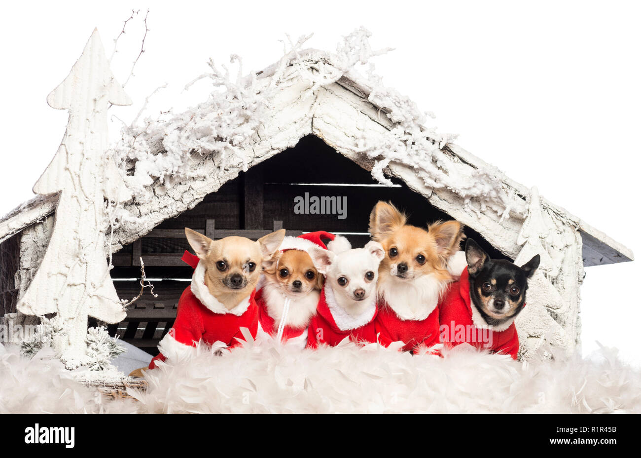 I chihuahua seduto e indossa una tuta di Natale davanti al presepe con albero di Natale e di neve su sfondo bianco Foto Stock