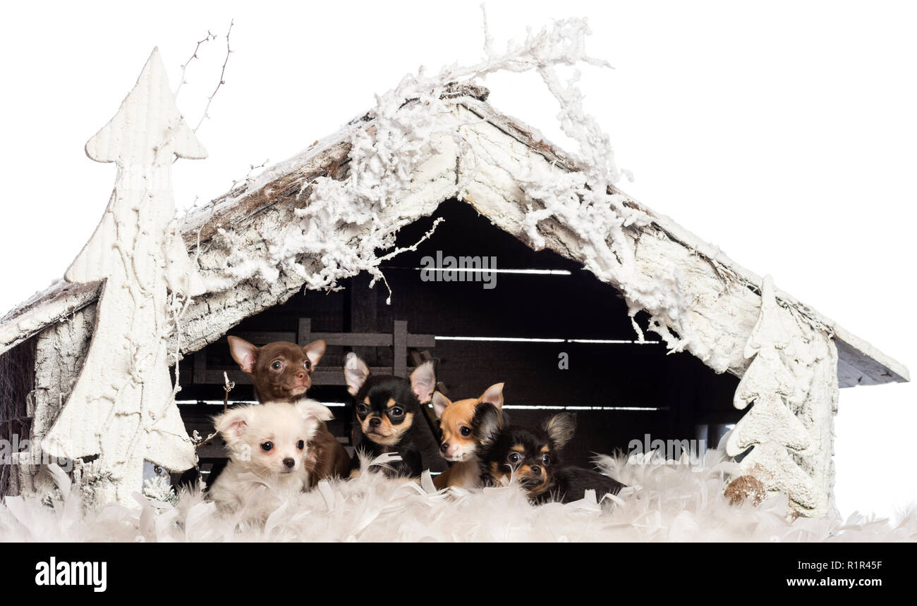 Chihuahua seduti davanti al presepe con albero di Natale e di neve su sfondo bianco Foto Stock