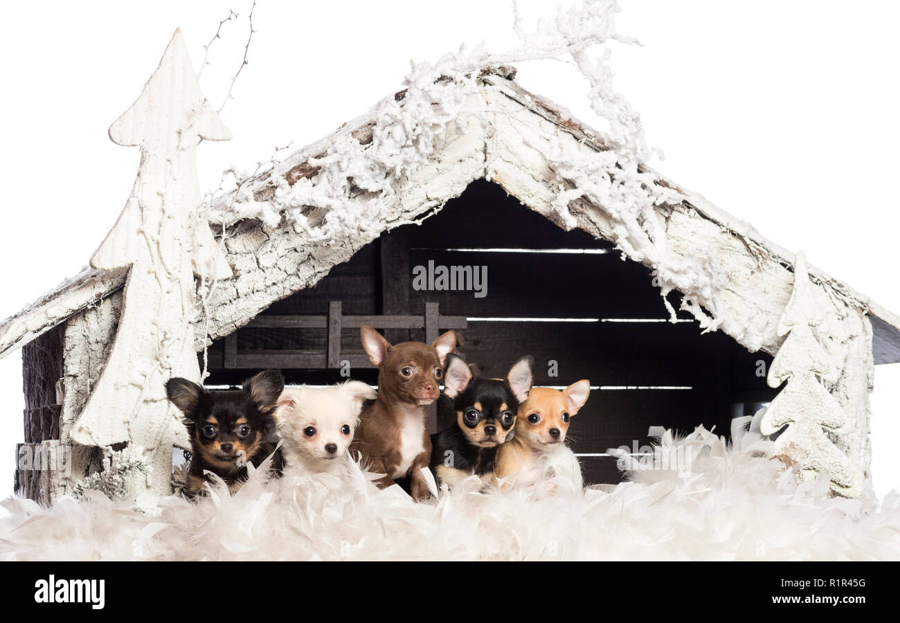 Chihuahua seduti davanti al presepe con albero di Natale e di neve su sfondo bianco Foto Stock