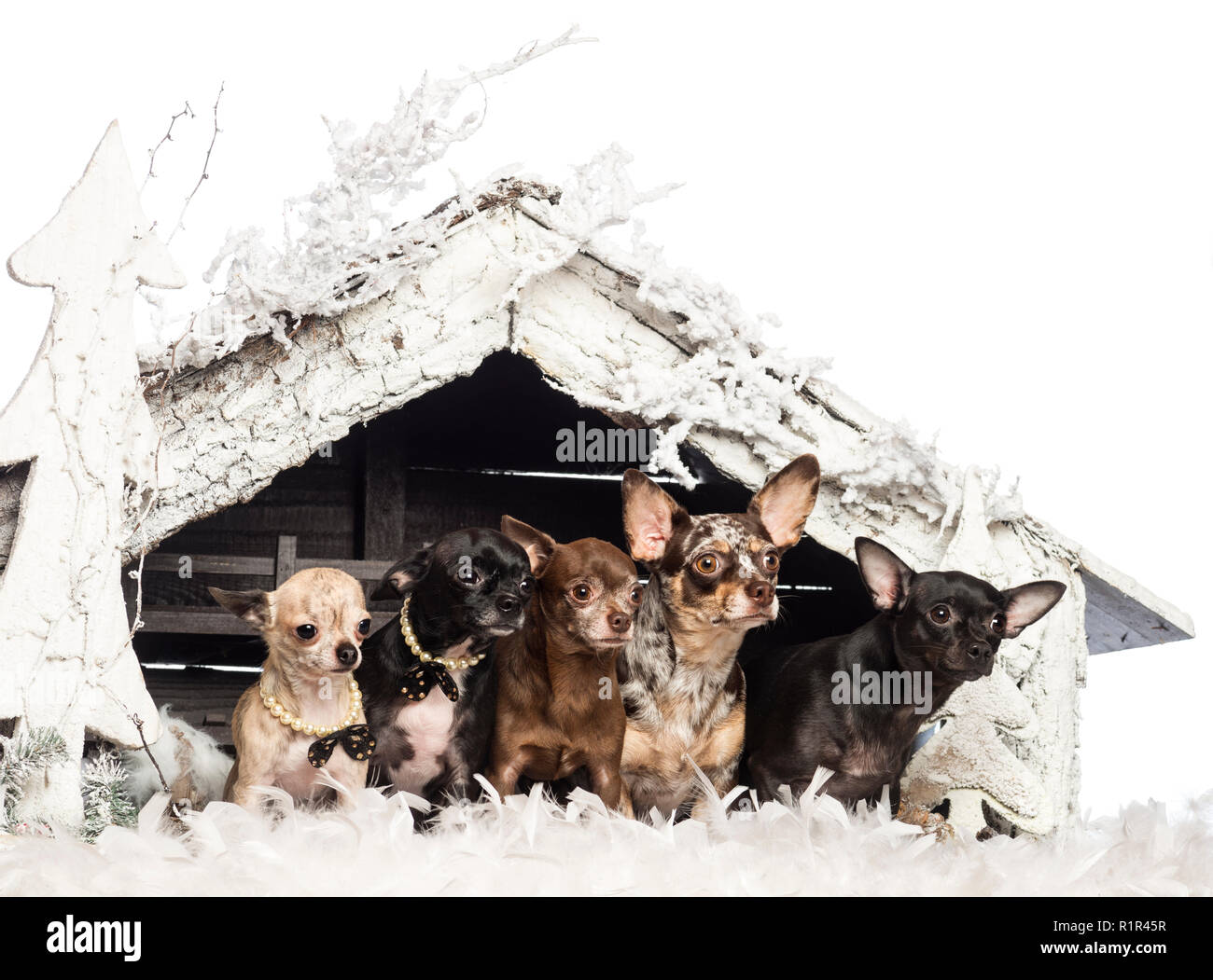 Chihuahua seduti davanti al presepe con albero di Natale e di neve su sfondo bianco Foto Stock