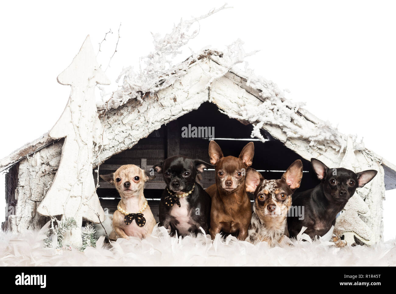 Chihuahua seduti davanti al presepe con albero di Natale e di neve su sfondo bianco Foto Stock