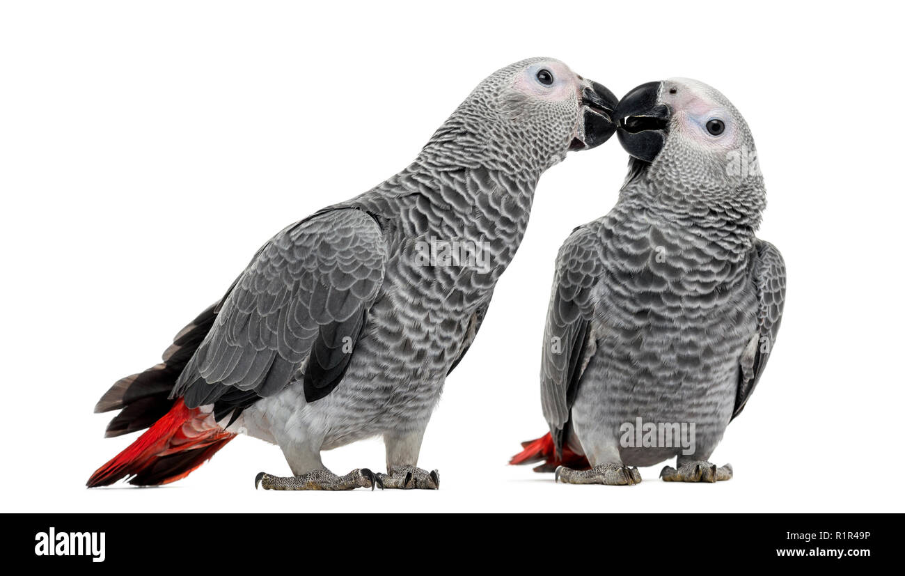 Due pappagallo grigio africano (3 mesi) becchettare, isolato su bianco Foto Stock