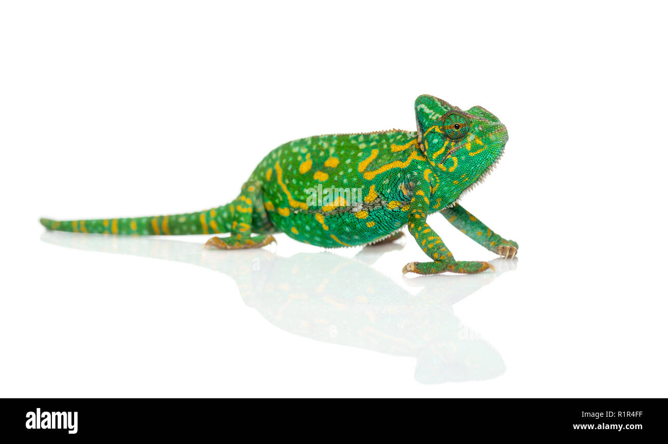 Yemen chameleon - Chamaeleo calyptratus - isolato su bianco Foto Stock