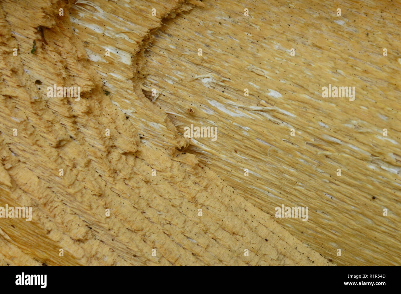 Sullo sfondo della natura il legno di abete tessitura grossolana della frattura di un tronco di albero Foto Stock