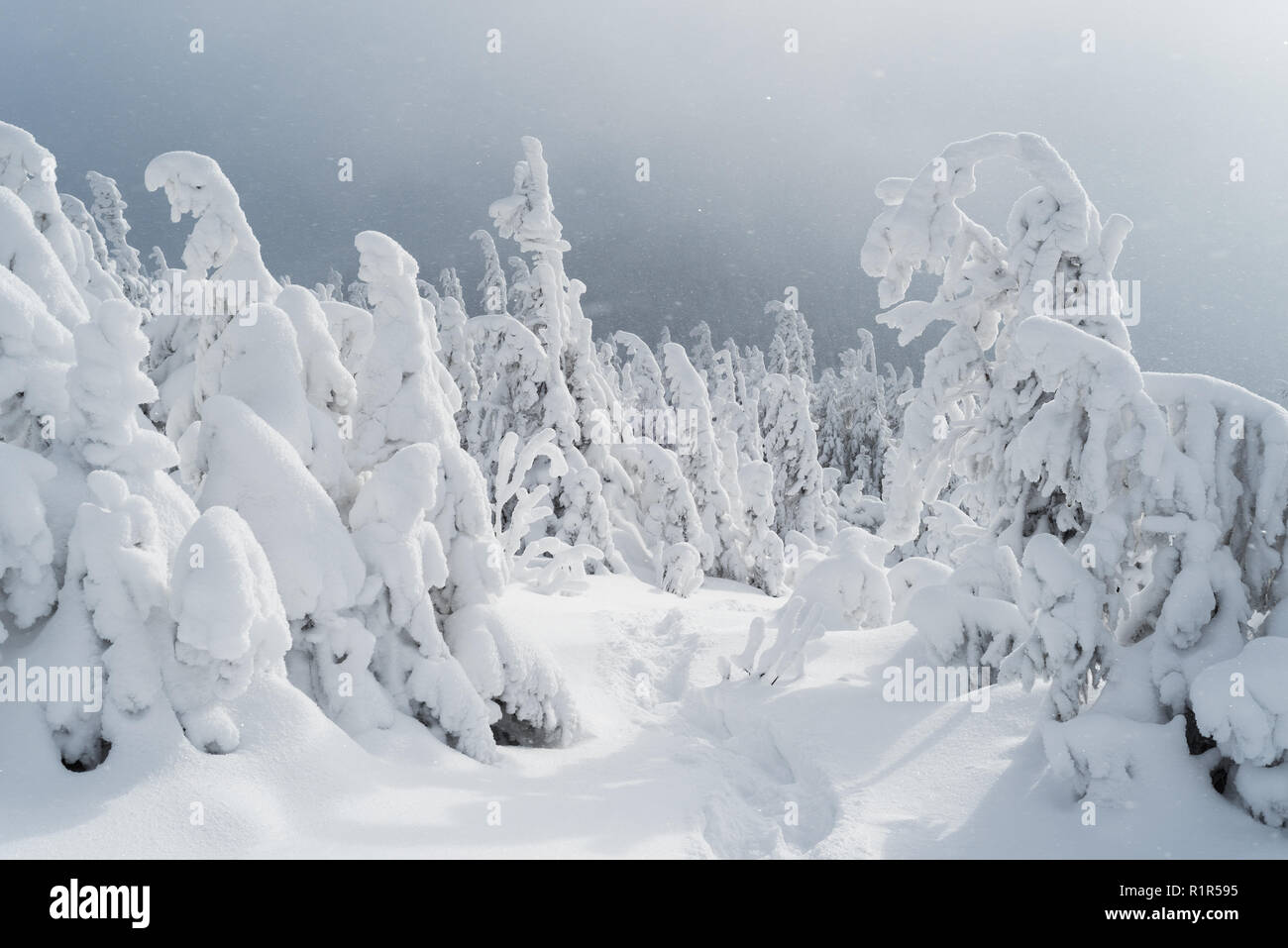 Paesaggio invernale con un sentiero in mezzo alla neve. Bosco di abete rosso in montagna. Meteo a sopraggitto. Carpazi, Ucraina, Europa Foto Stock