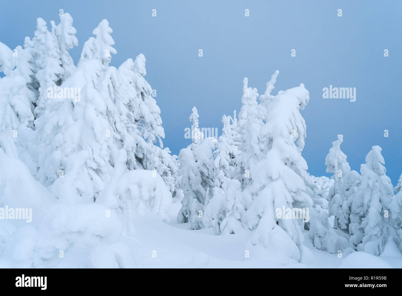 Vista di natale. Abeti nella neve sul cielo blu sullo sfondo. Giornata soleggiata con caduta di neve nella foresta. Bella inverno Foto Stock