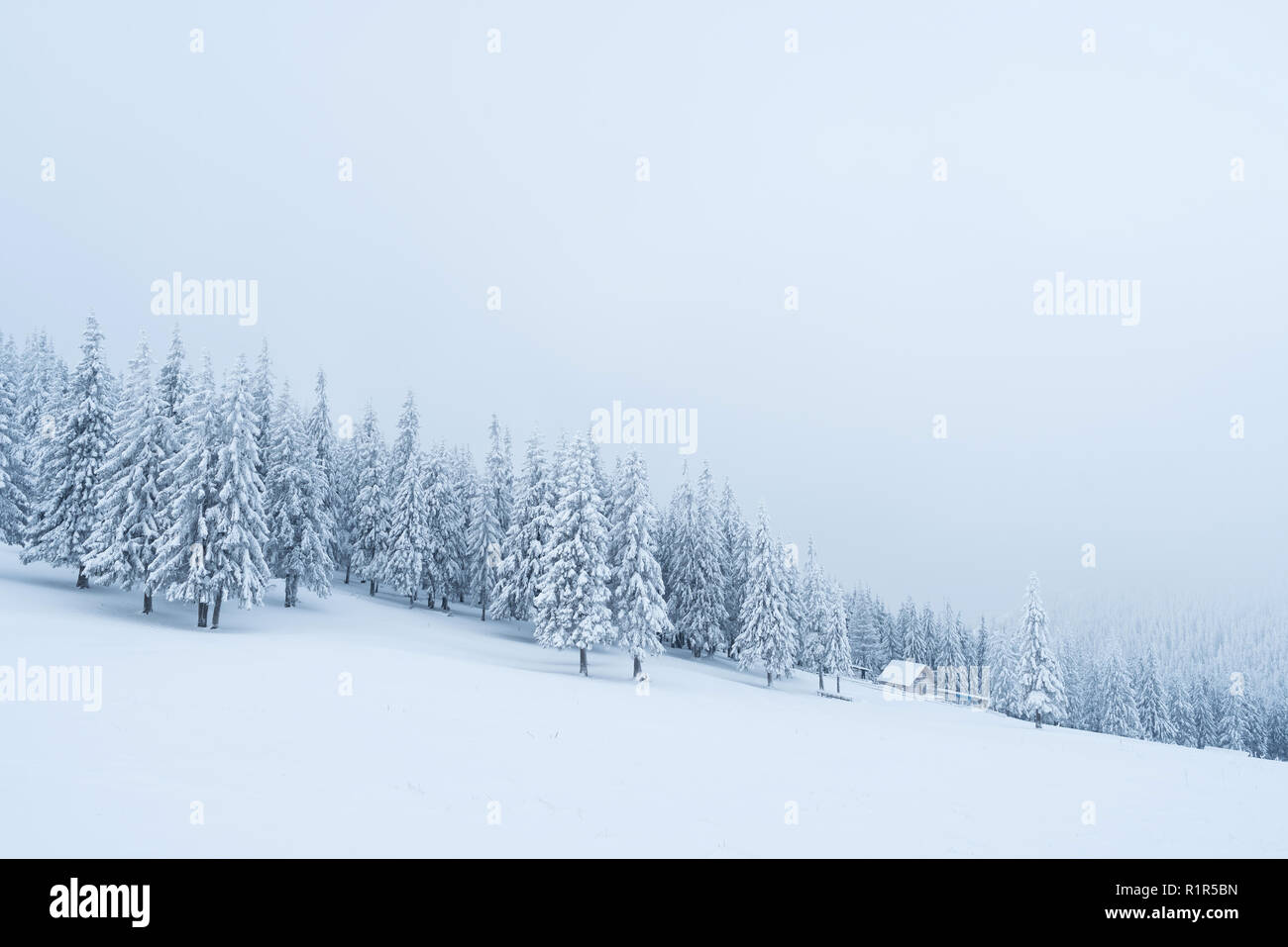 Nevicata in montagna. Paesaggio invernale con bosco di abeti e la nebbia Foto Stock